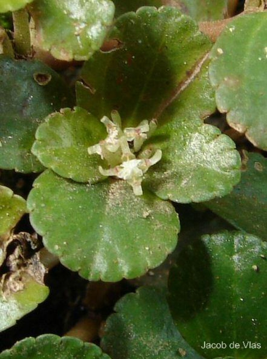 Pilea depressa (Sw.) Blume